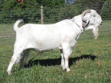 Savanna Goats