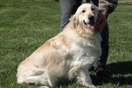 White Key Tag >> White Golden Retrievers White Key Tag >> White Golden Retrievers