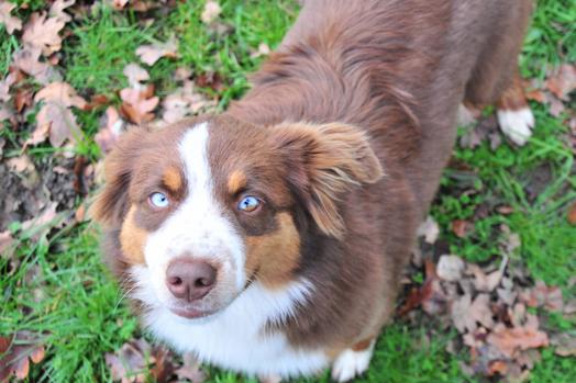 Nw aloha best sale miniature american shepherds