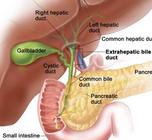 Gallbladder Anatomy