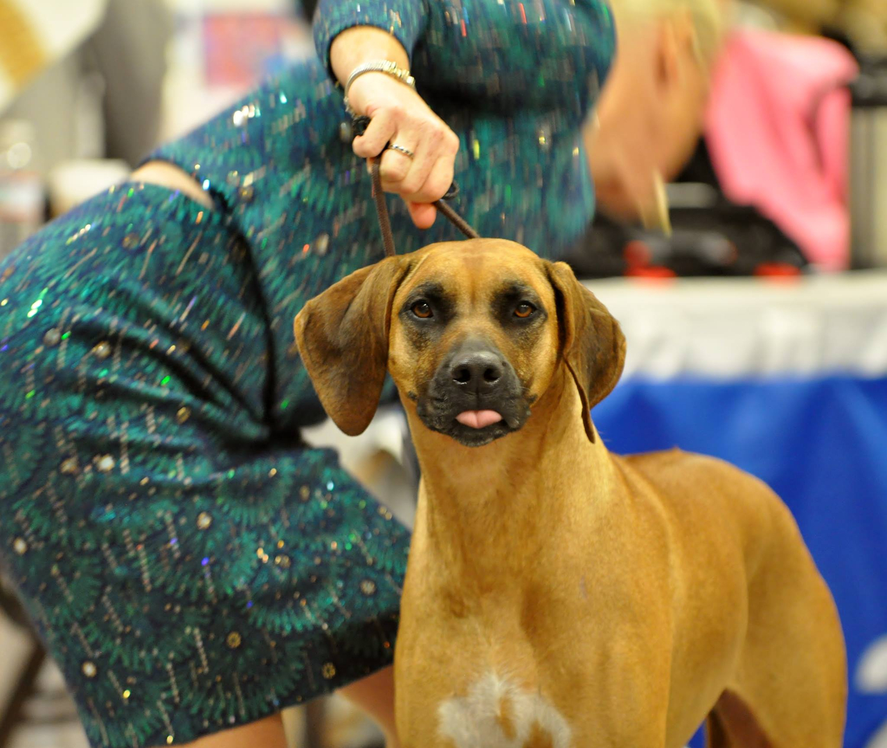 Whirlaway rhodesian hot sale ridgebacks