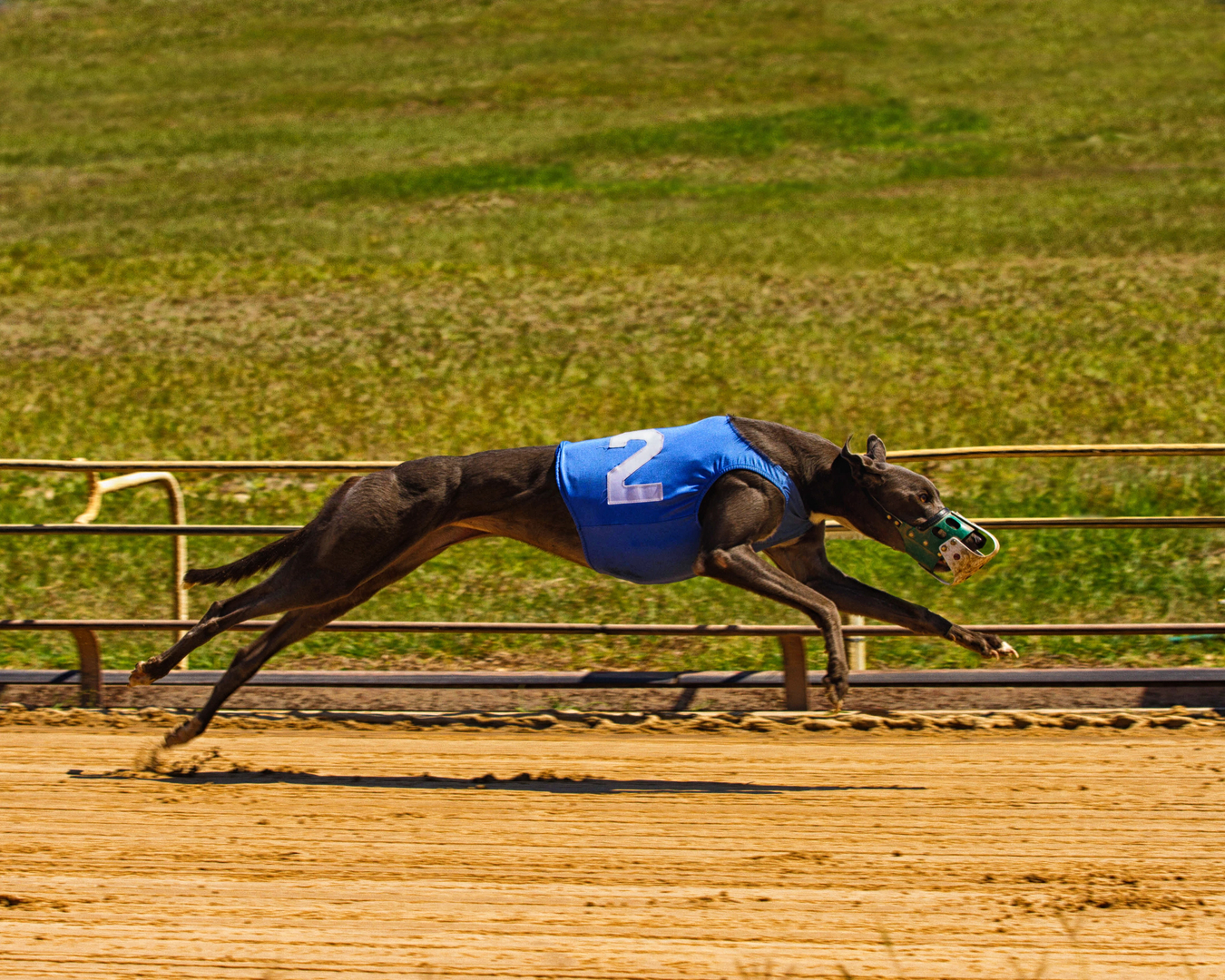 Rescue store race dogs