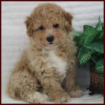 Poochon Puppy for sale near me
