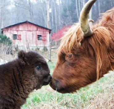 Scottish highland cattle,Black highland cattle,Highland cattle black,Highland cattle, Highland calves