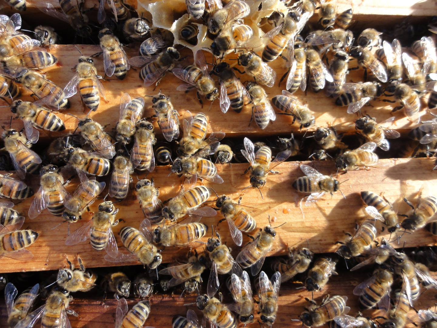 Beekeepers Codes (December 2023) – Free Honey, Jelly, and Treats