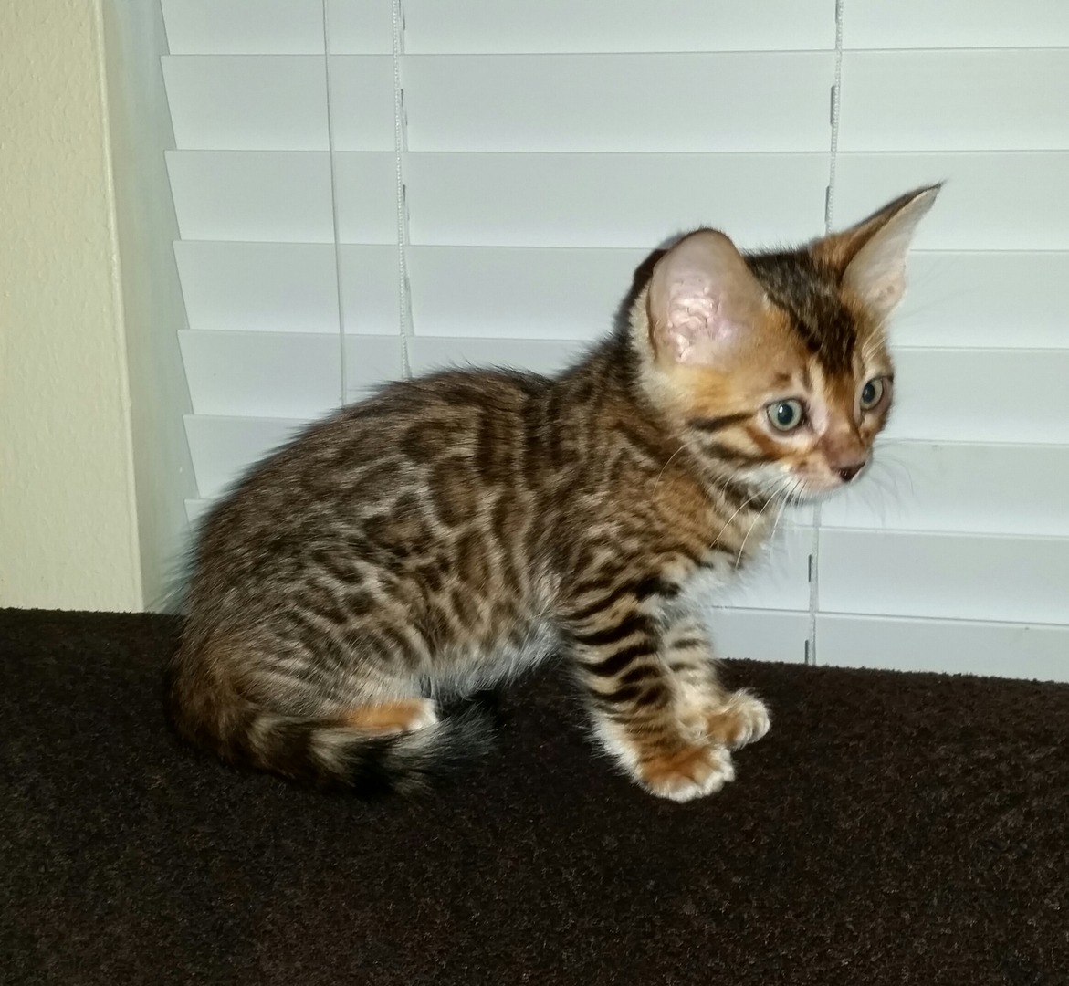 Silver & Brown Bengal Cats for Sale, Breeders in Texas from  Bengals