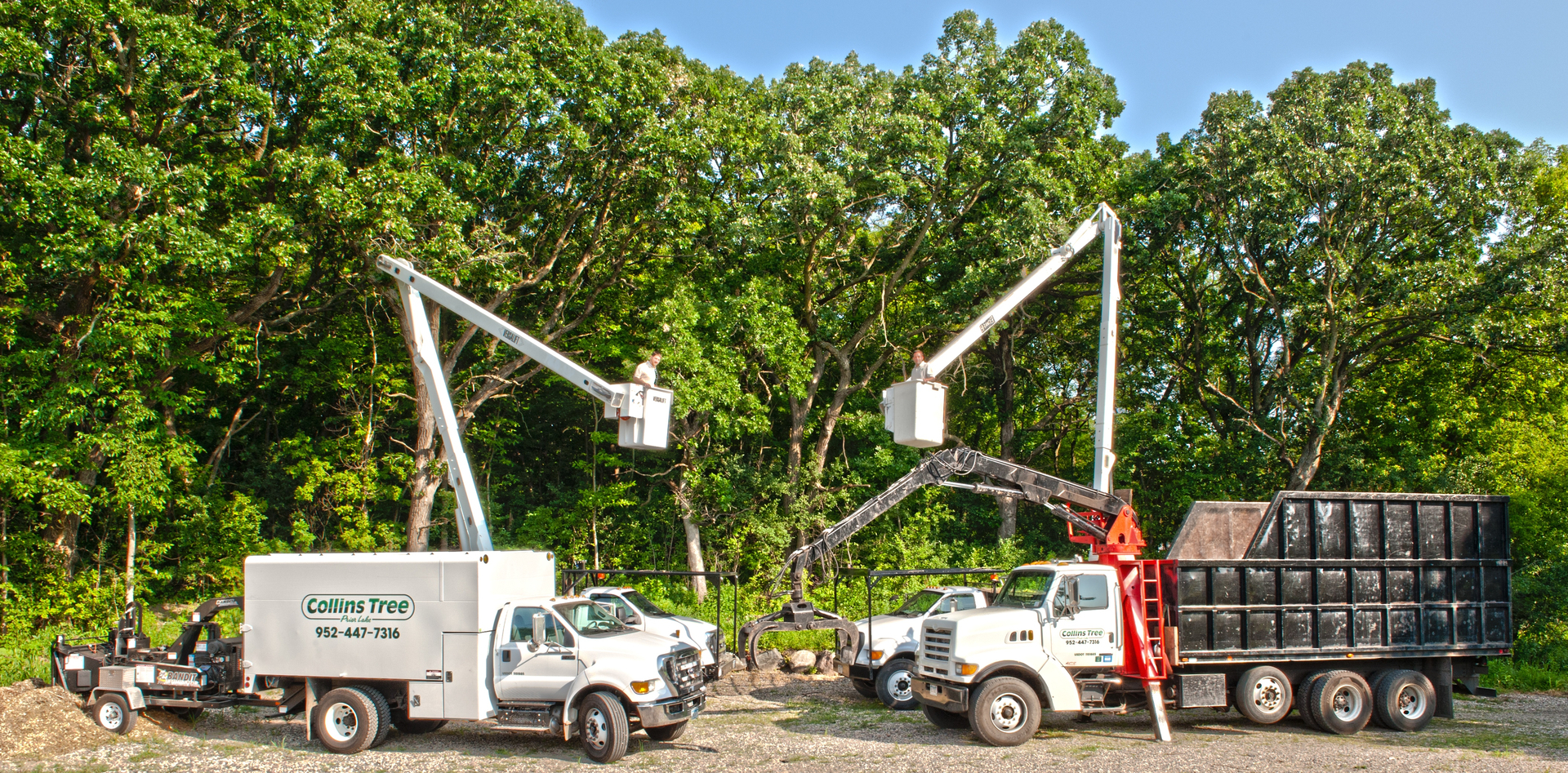 Collins Tree Care  Removal