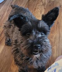 Dories hot sale mini schnauzers