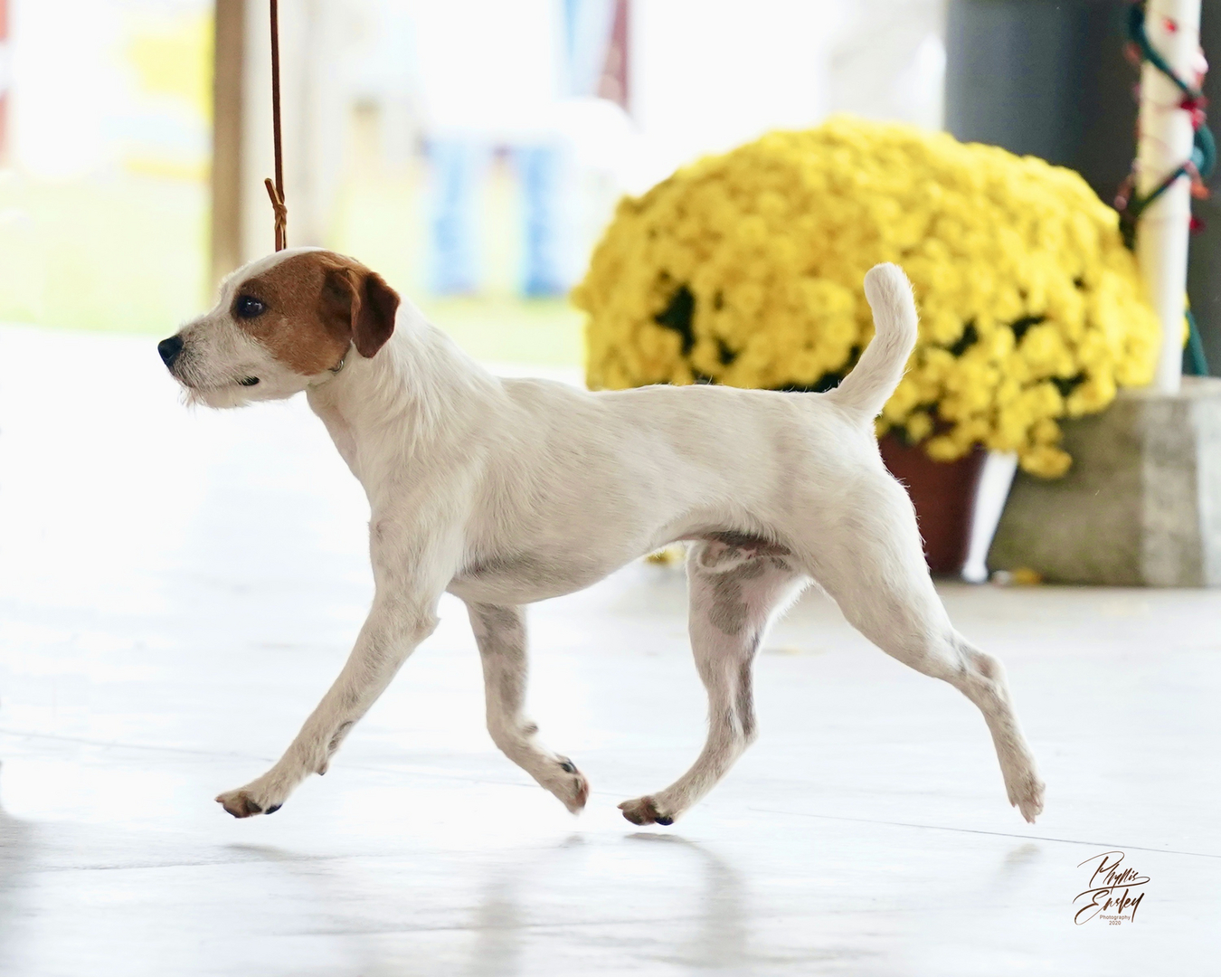 Working jack russell terrier puppies best sale for sale