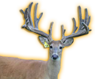 BY DESIGN WHITETAIL FAWNS FOR SALE IN MICHIGAN
