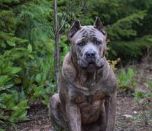 Grizzly mountain 2024 cane corso