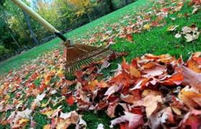 Best Yard Cleanup Services Las Vegas NV| Service-Vegas