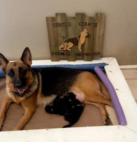 how big of a whelping box for a german shepherd