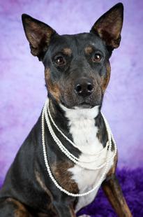 Dog for Adoption