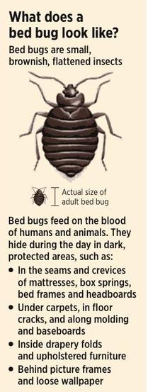 What to Do If You Have Bedbugs