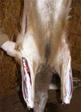 Deer Skinning for a Mount