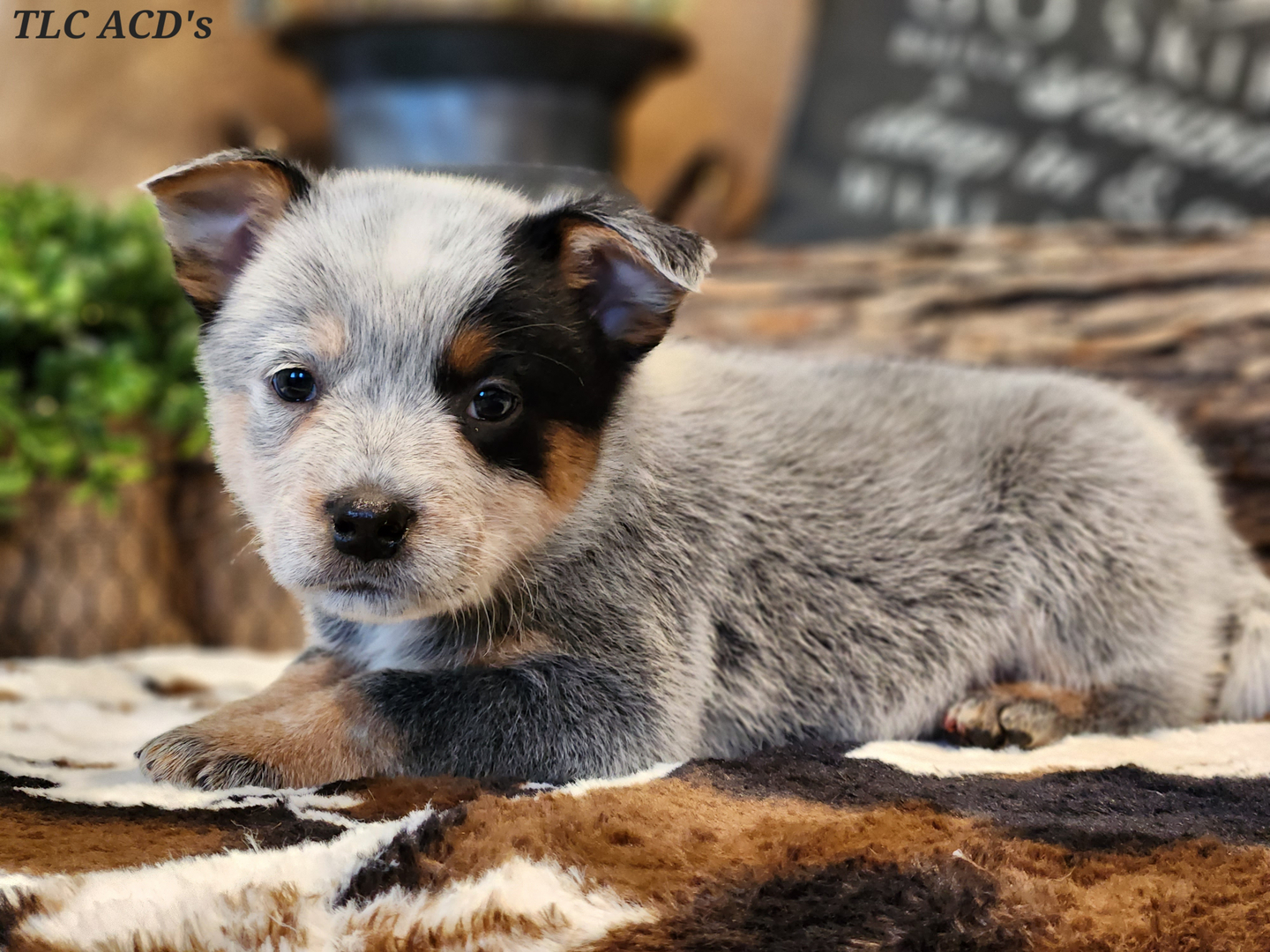 Tlc australian cattle hot sale dogs