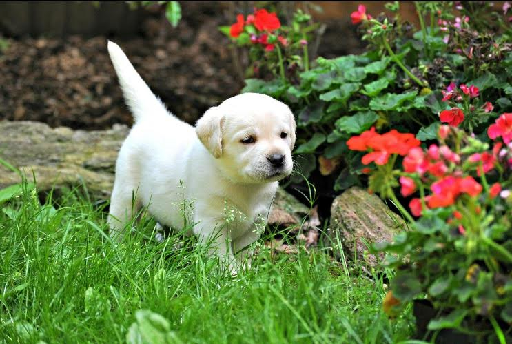 White lab store puppies near me