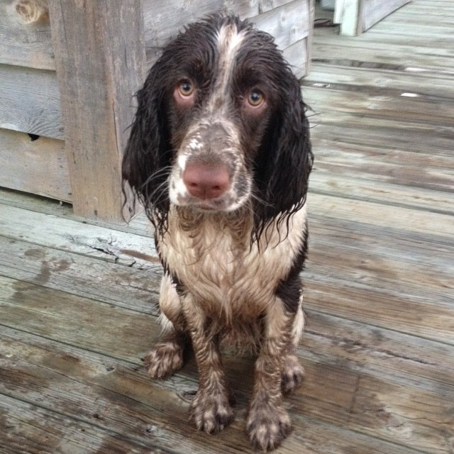 English springer hot sale for sale