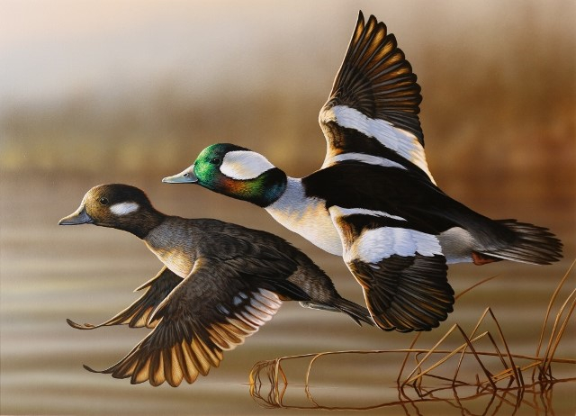 Duck Stamp Prints