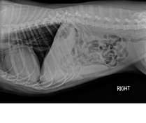Canine abdomen X-ray