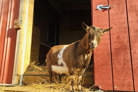 Syrah, Nigerian Dwarf goat at my peeps farm