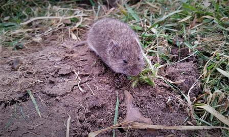 Meadow vole