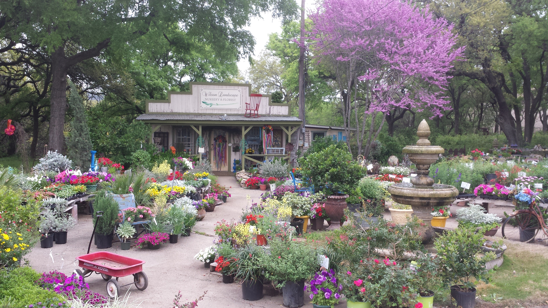 Wilson Landscape Nursery And Florist Helotes And San Antonio Tx
