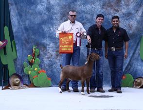 JC Boer Goats Olivia