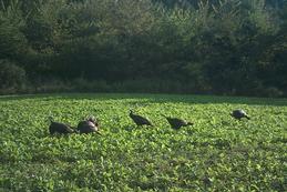 Kentucky turkey in food plots