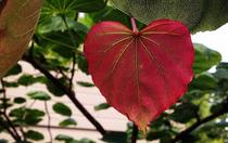 A heart shaped leaf to emphasize Simply Tree Care loves the work we do trimming trees in Omaha NE