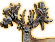 FREE AGENT WHITETAIL BUCK