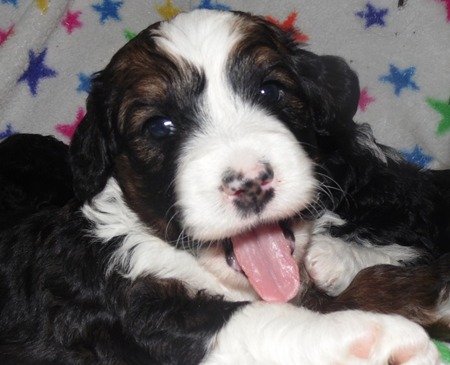 Tricolor Benedoodle Puppy