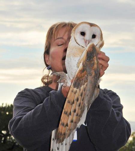 Release of Owl