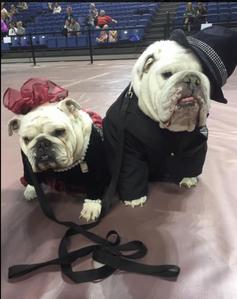 English bulldogs near store me for adoption