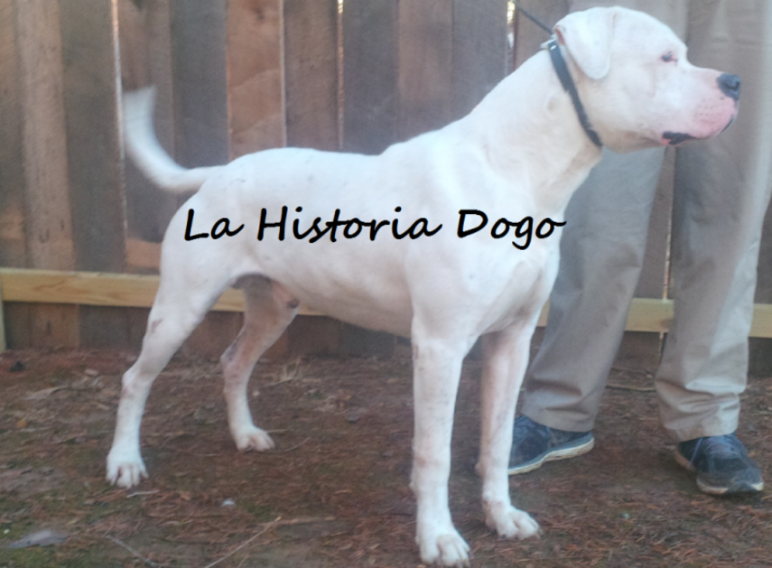 Dogo Argentino Club of America