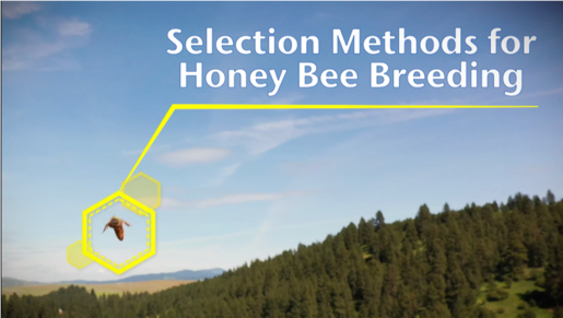 Link to Video on selection methods for honey bee breeding