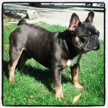 Pas på Halvtreds hente French Bulldogs NOW | Top producer in champion bloodlines