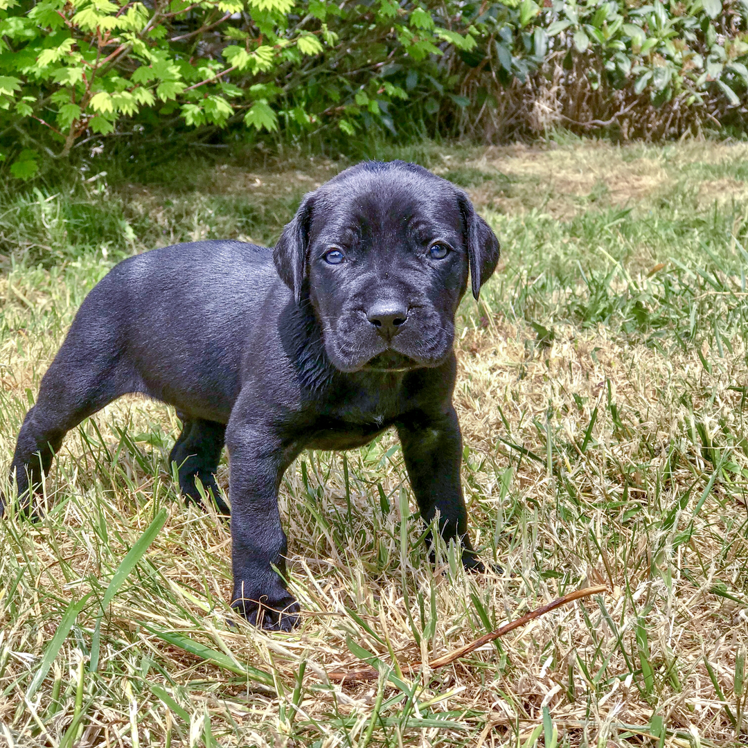 Cane Corso Puppies - Cookson Hills Corsos