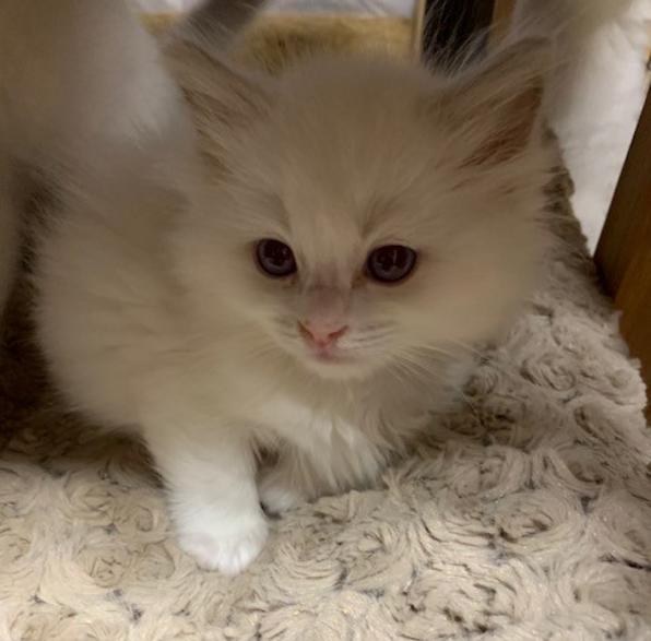 Ragdoll Kittens For Sale