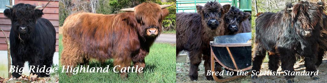 Breed Standards — Highland Cattle Society