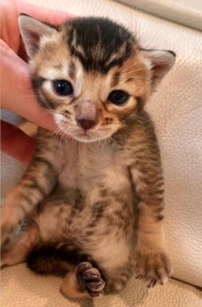 kittens bobcat hybrid exotic f1 rare