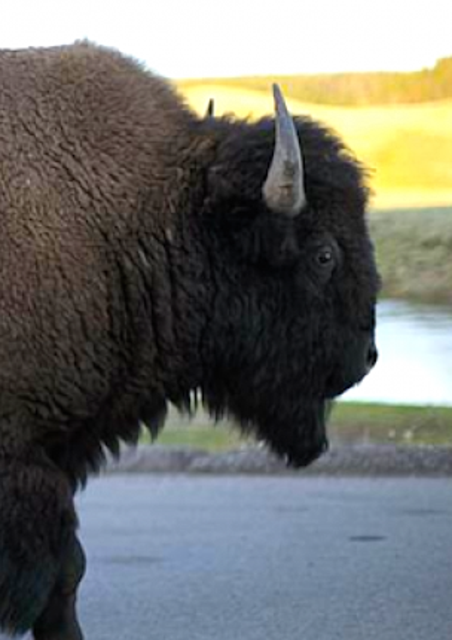 Buffalo, Tracy Harris silk artist, Yellowstone National Park, West Yellowstone, Tracy Harris Watercolor Artist