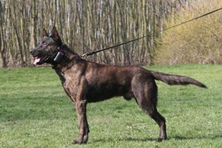 are bones safe for dutch shepherd puppies