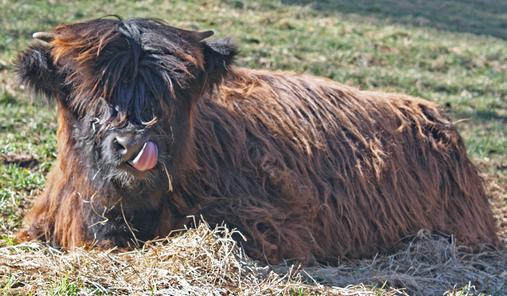 Highland cattle black,Scottish highland cattle,Black highland cattle,Highland cattle, Highland calves