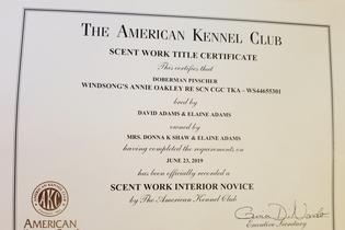 AKC Scent Work Novice Certificate