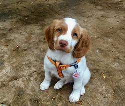 Brittany spaniel hot sale for sale