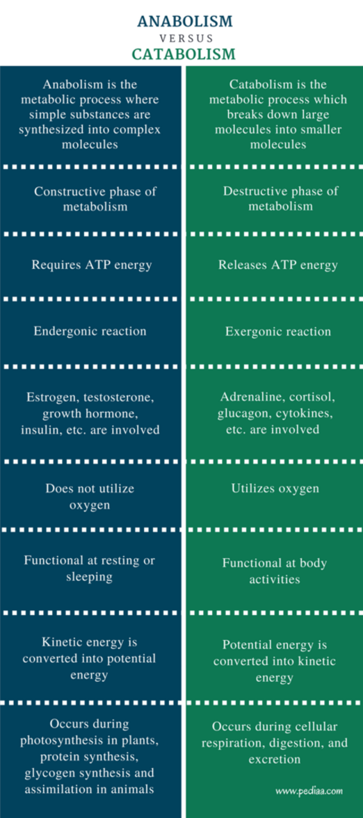 Anabolism versus Catabolism chart