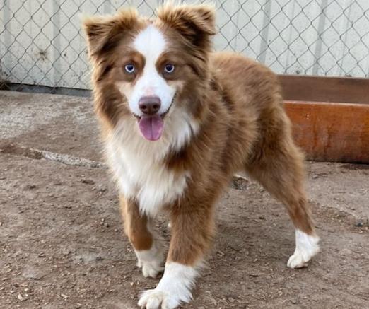 Mini Australian Shepherds