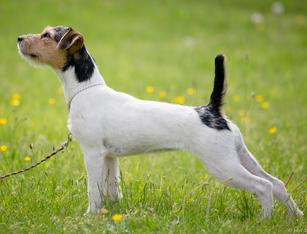 Venery Jack Russell Terriers